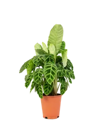 Calathea Makoyana