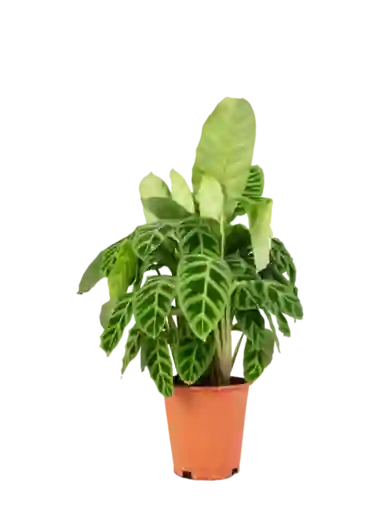 Calathea Makoyana