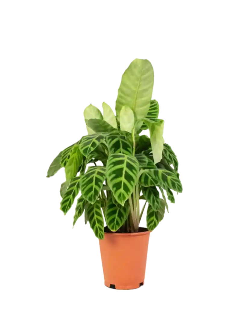 Calathea Makoyana