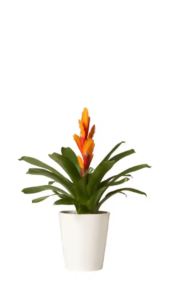 Bromelia Vriesea Naranja