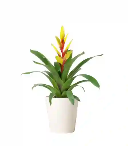 Bromelia Vriesea Amarilla