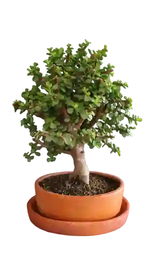 Bonsái Jade Portulacaria Afra