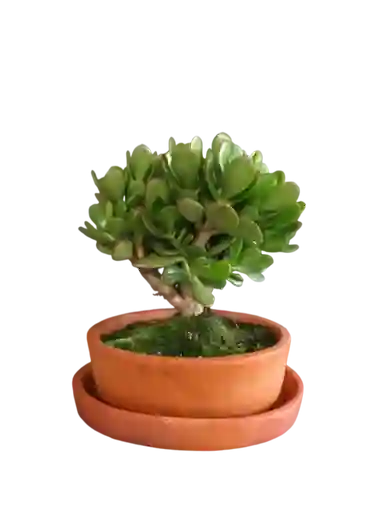 Bonsái Jade Crasula