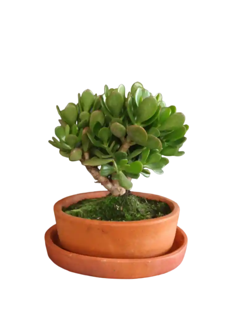 Bonsái Jade Crasula