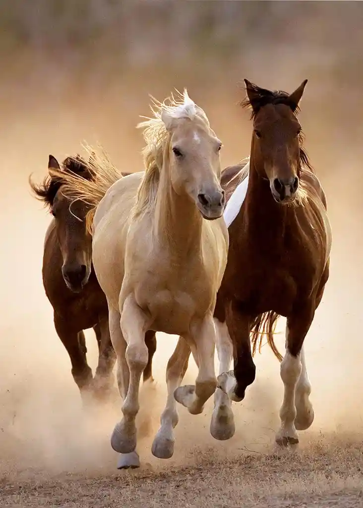 Rompecabezas De 1000 Piezas Paisaje Caballos Corriendo