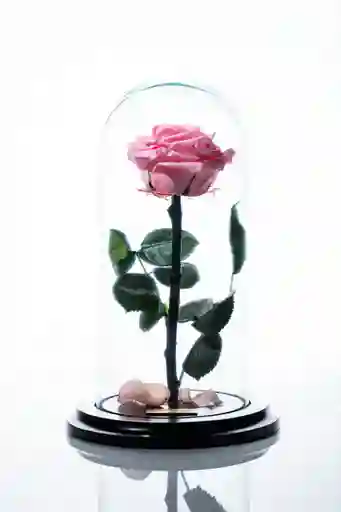 Rosa Prservada En Cupula Rosada