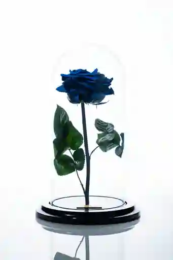 Rosa Preservada En Cupula Azul Oscuro