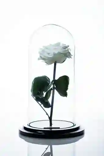 Rosa Preservada En Cupula Blanca