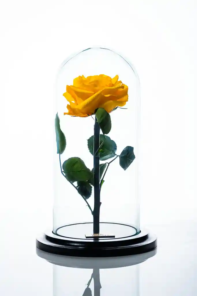 Rosa En Cupula Amarilla