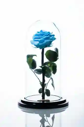 Rosa Preservada En Cupula Azul Celeste