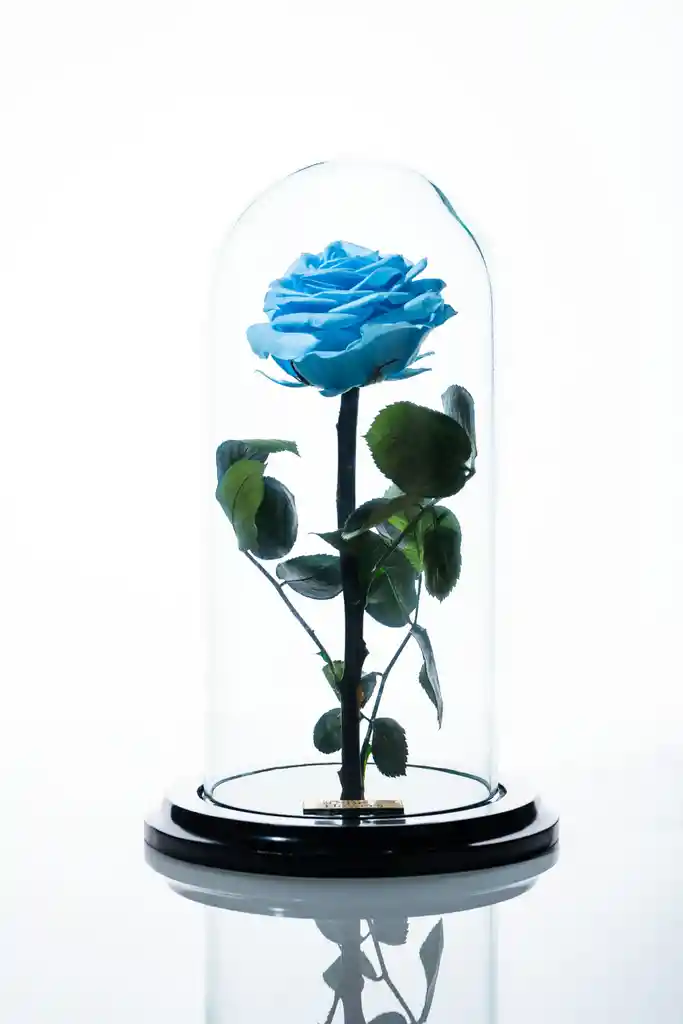Rosa Preservada En Cupula Azul Celeste