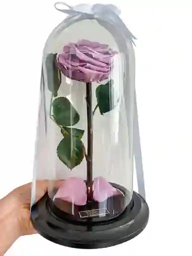 Rosa En Cupula Lavanda