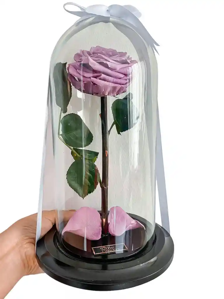 Rosa En Cupula Lavanda