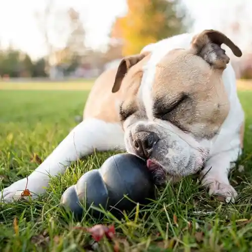 Juguete Para Perro Portapasabocas Kong Extreme Xxl