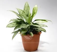 Planta De Interior Dolar Grande