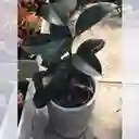 Planta Caucho Negro Interior