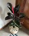 Planta Caucho Negro Interior