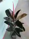 Planta Caucho Negro Interior
