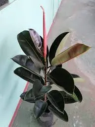 Planta Caucho Negro Interior