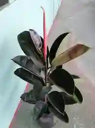 Planta Caucho Negro Interior