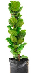 Planta Ficus Pandurata Grande Interior