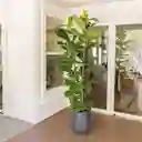 Planta Ficus Pandurata Grande Interior