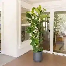 Planta Ficus Pandurata Grande Interior