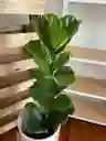 Planta Ficus Pandurata Grande Interior