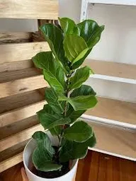 Planta Ficus Pandurata Grande Interior
