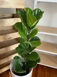 Planta Ficus Pandurata Grande Interior