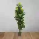 Planta Ficus Pandurata Grande Interior