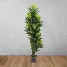 Planta Ficus Pandurata Grande Interior