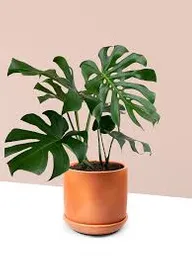 Planta Balazo (hoja Rota) Mediana Interior