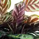 Planta Calathea Papel Grande Interior