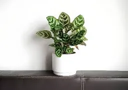 Planta Calathea Papel Pequeña Interior