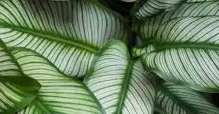 Planta Calathea Pincel Grande Interior