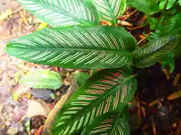 Planta Calathea Pincel Grande Interior