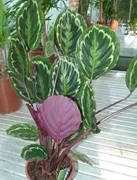 Planta Calathea Medallon Grande Interior