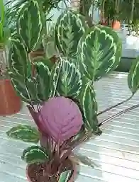 Planta Calathea Medallon Grande Interior