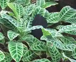 Planta Calathea Pana Grande Interior