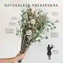 Brisa Aguamarina Preservada