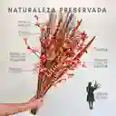 Palma Tropical Naranja Preservada