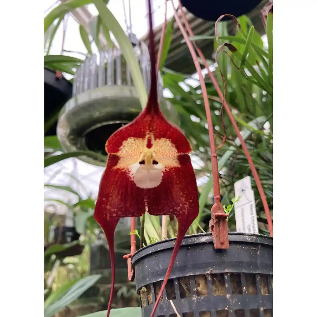 Orquidea Cara De Mono - Dracula Simia