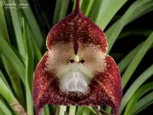 Orquidea Cara De Mono - Dracula Simia