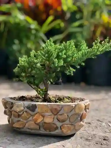 Bonsai Hembra