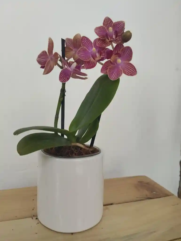 Orquídea Phalaenopsis Mini En Cerámica