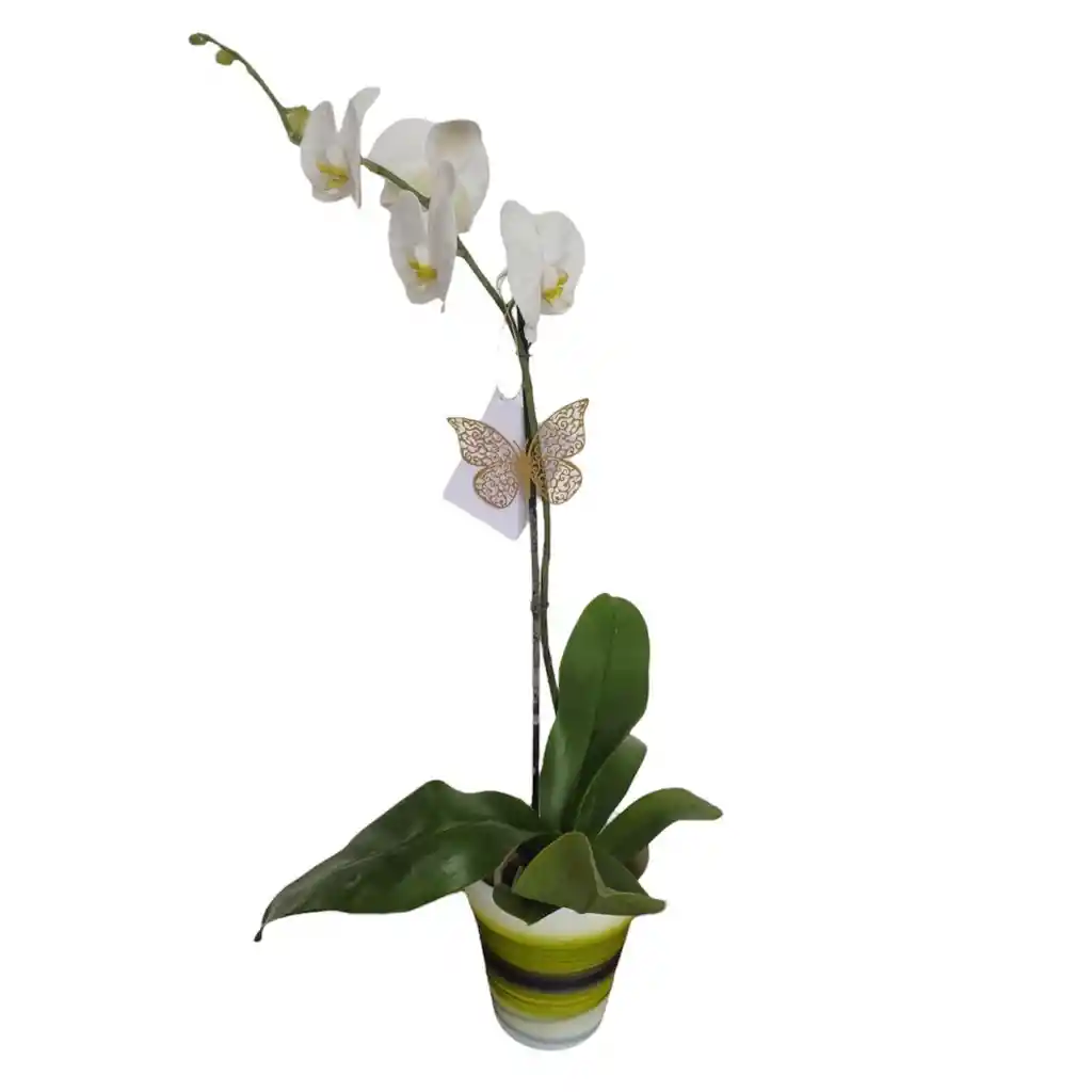 Orquidea Planta 1 Vara