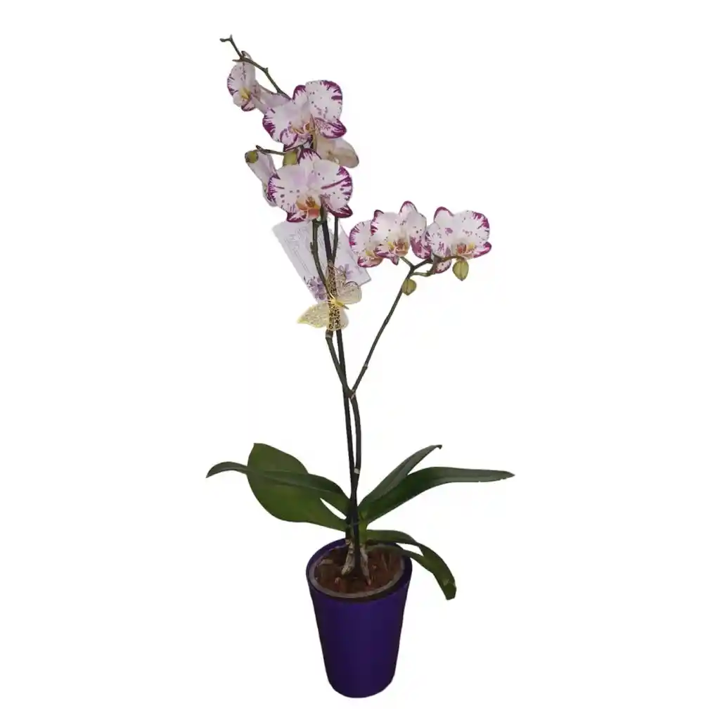 Orquidea Planta 1 Vara