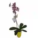 Orquidea Planta 1 Vara