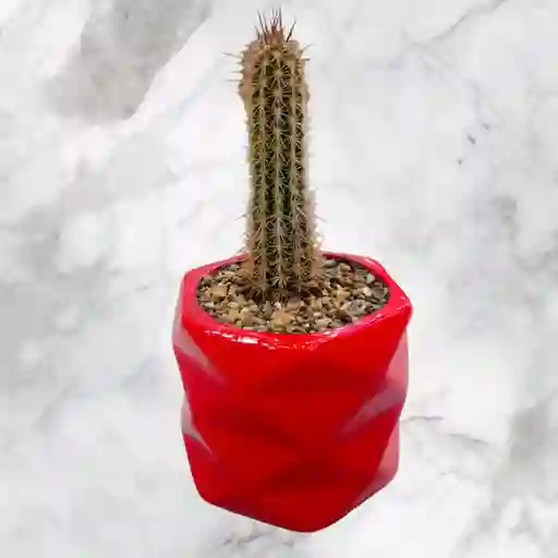 Planta Cactus En Matera De Ceramica Roja